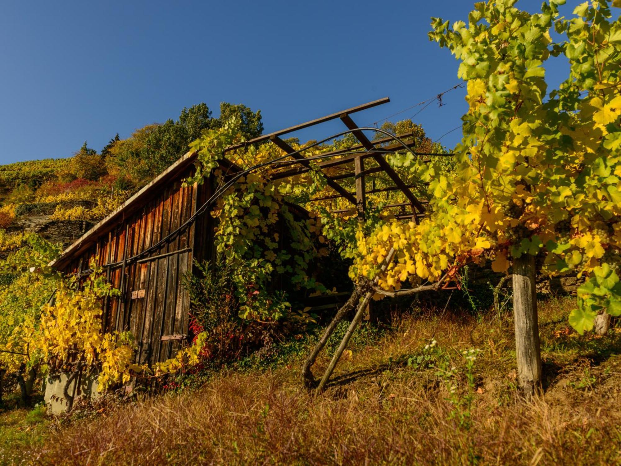 Ferienwohnung Weinbergblick Rohrendorf bei Krems 外观 照片